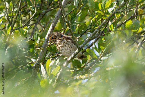 Photography Juvenile Song Thrush (Turdus philomelos) - Common in woodlands, parks, and garde