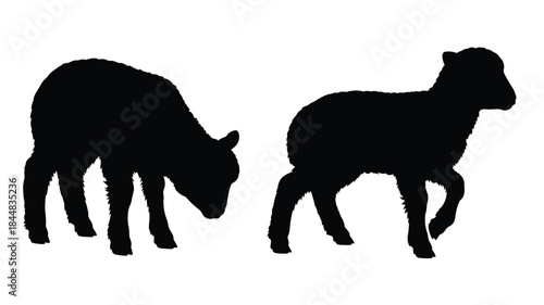 Two sheep in a field dark shapes against a bright background silhouette