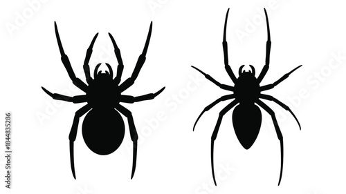 Two black spiders displayed in stark contrast a striking silhouette