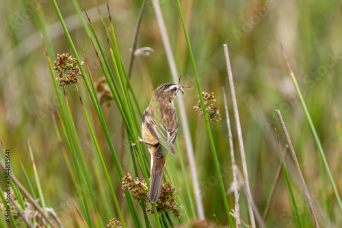 Canvas Print Sedge Warbler (Acrocephalus schoenobaenus) - Common in wetlands across Europe an