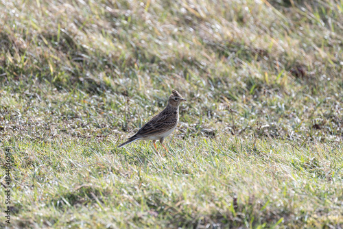Photography Skylark (Alauda arvensis), common in open grasslands marshes and farmland across