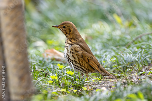 Canvas Print Song Thrush (Turdus philomelos) - Common in woods parks and gardens across Irela