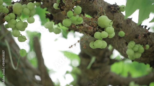 Vibrant Harvest  A Glimpse into the Amla Trees Bounty