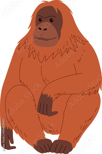 Orange Orangutan Monkey Breed Sitting Illustration