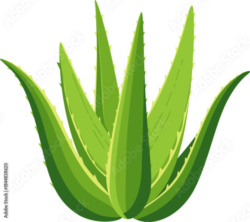 Green Aloe Vera Plant Illustration