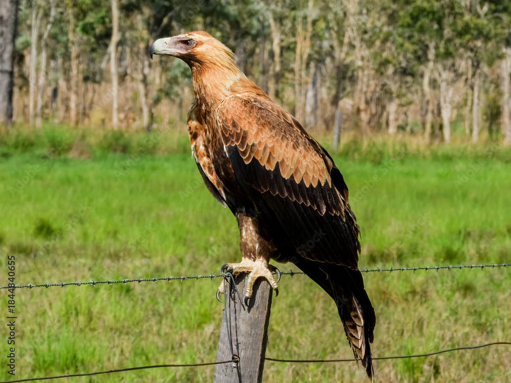 Fototapeta premium Wedge-tailed Eagle (Aquila audax) in Australia