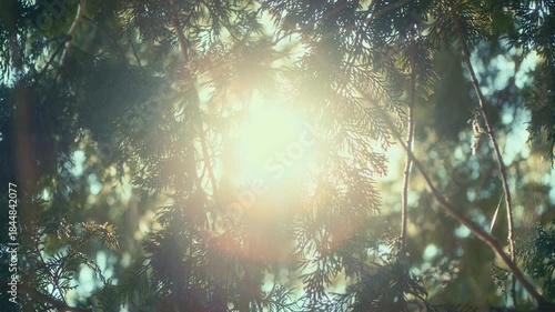 Sun shining through the branches