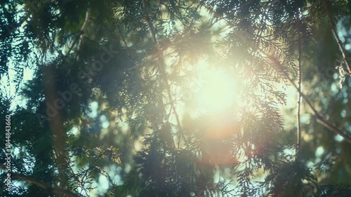Looking up in the forest