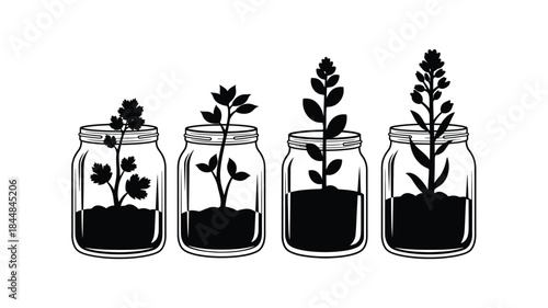 Growing plants in glass jars a botanical illustration silhouette
