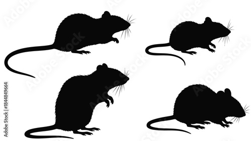 Four black rat silhouettes in various poses against a white background silhouette