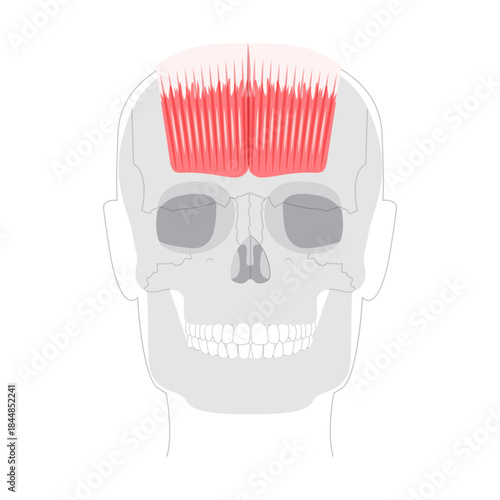 Occipitofrontalis - Human scalp muscle that raises the eyebrows and wrinkles the forehead, depicted in detailed anatomy chart, medical and educational reference.