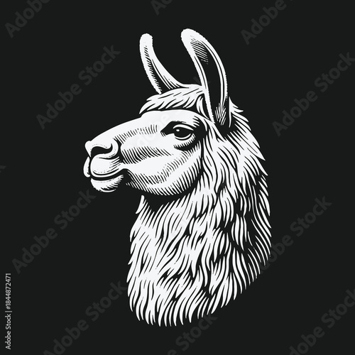 Vintage engraving style llama head illustration on black background.
