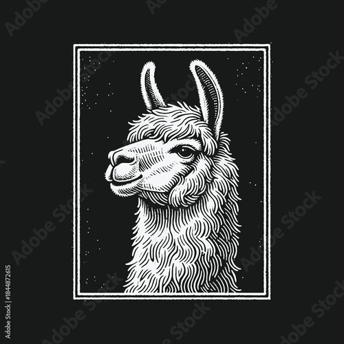 Hand drawn vintage llama portrait illustration on black background.