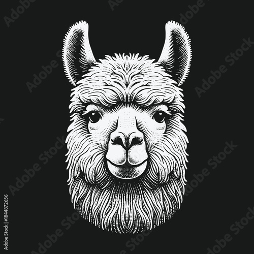 Detailed Black and White Llama Head Engraving Illustration.