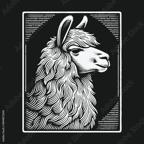 Llama head portrait in a vintage woodcut style illustration.