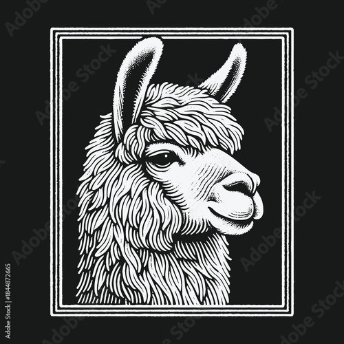 Vintage engraved style llama head portrait illustration.