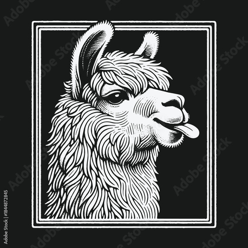 Funny Llama Sticking Tongue Out in a Framed Engraving Style Illustration.