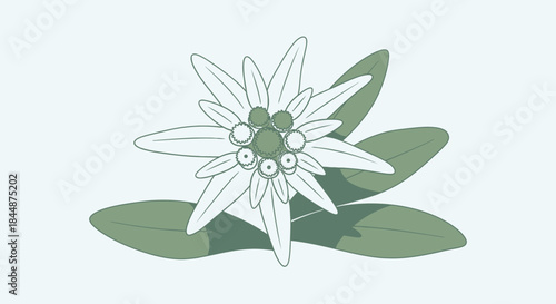 A stylized illustration of a white edelweiss flower with green leaves against a pale blue background.