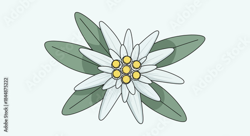 A stylized illustration of a white edelweiss flower with green leaves and yellow centers, set against a light blue background.