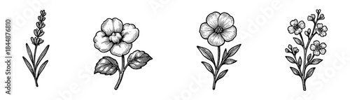 Botanical herbs and branches vintage engraving icons set