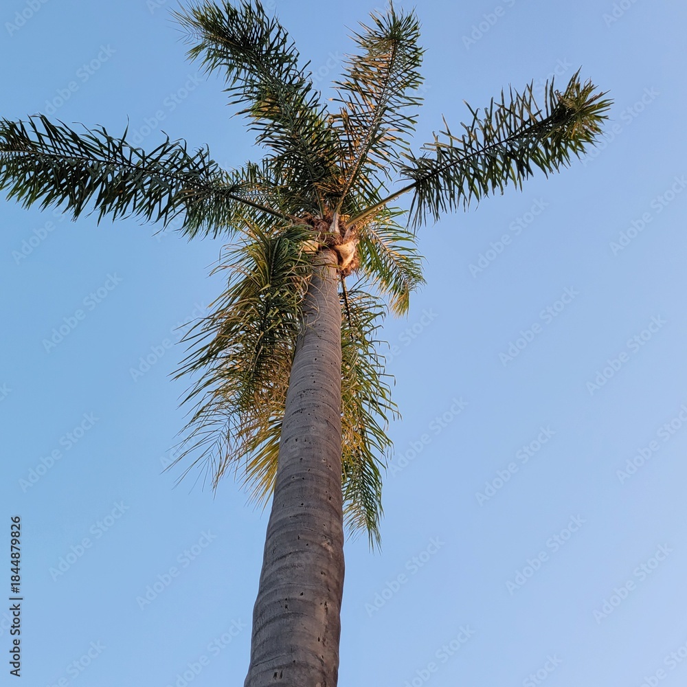 Fototapeta premium palm tree against blue sky