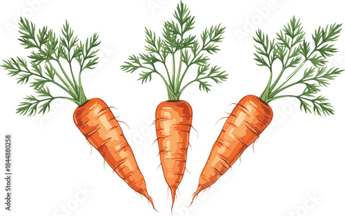 Carrot vegetable vector illustration with green leafy tops in vibrant orange for gardening, farming, nutrition, organic food, and design themes.