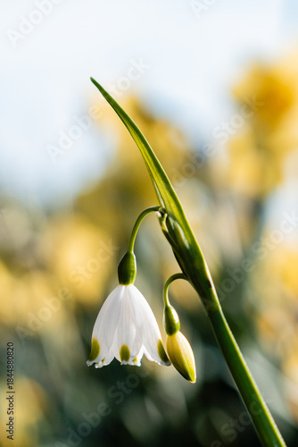 Spring snowflake - pair of blossoms Leucojum vernum white flowers with blurry background