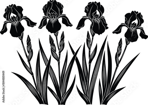 Iris flower silhouettes botanical illustration, elegant black floral plants composition, garden nature design elements, isolated vector artwork collection