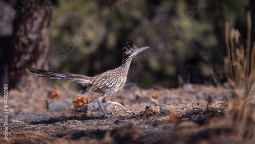 Fotografia Greater Roadrunner in Death Valley Campground