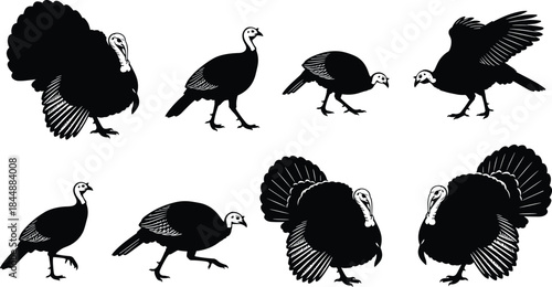 Black Silhouette Set of Turkey Birds, Collection of Wild Poultry Icons in Various Poses, Isolated on White, Hand Drawn Vector Illustration, Thanksgiving, Farm Animal, Hunting