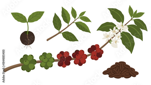 Botanical propagation scene with cuttings, leaves, roots, and soil for plant growth.