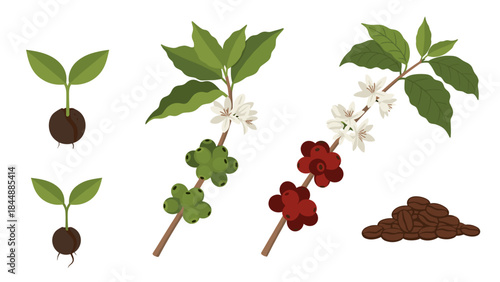 Assorted cacao tree parts showing seedlings, leaves, blossoms, ripe red pods, and roasted beans.