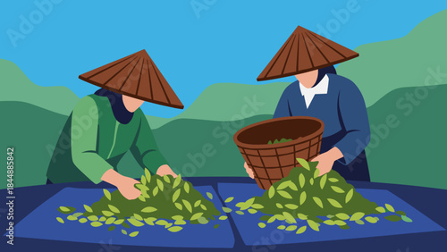 Farmers in conical hats harvest fresh green leafy vegetables by hand in a rural field.
