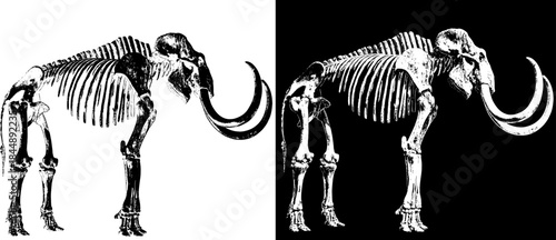 Vintage Mammoth Skeleton Engraving, Inverted Black White Xerography Vector on Transparent Background