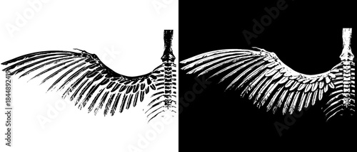 Vintage Skeleton Wings Engraving, Inverted Black White Xerography Vector on Transparent Background