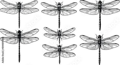 Vintage dragonfly collection hand drawn insect illustrations black and white entomology art set detailed wings nature design elements isolated background