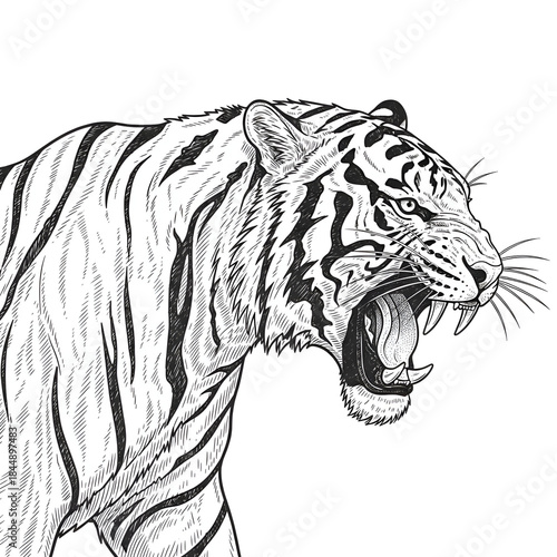 Tiger Sketch Roaring with Sharp Teeth, Aggressive Black and White Illustration