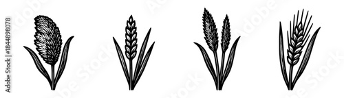 Decorative grasses and cereals vintage engraving icons set