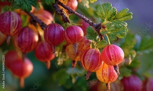 A bunch of red and yellow berries on a tree branch