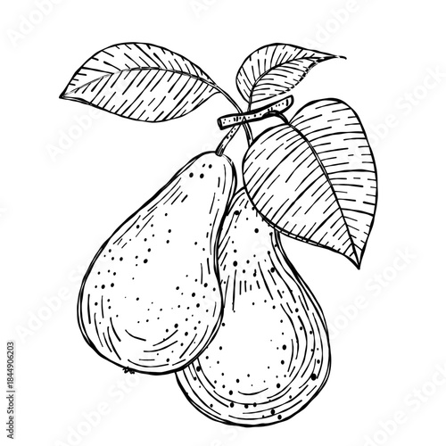 Vector illustration of hand-drawn pears on a branch in black and white line art. Great for botanical posters, wall art, cookbooks, and product packaging