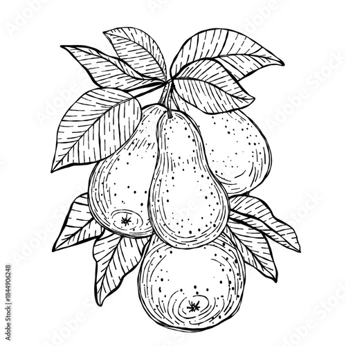 Vector illustration of hand-drawn pear cluster on a branch in black and white line art. Perfect for packaging, botanical prints, and nature-themed coloring pages