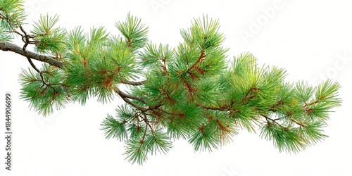 Bright green pine tree branch with long needles set against a pure white background