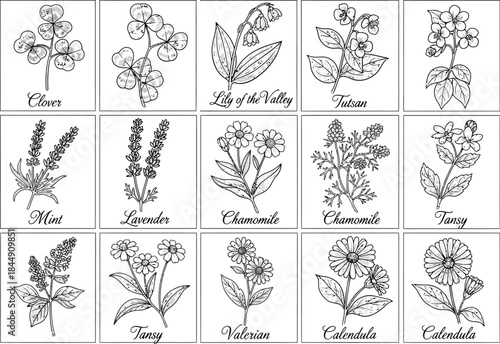 Black and white sketches of medicinal herbs and flowers for identification and coloring
