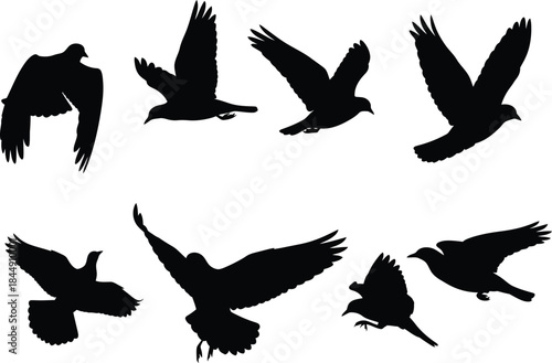 A set of eight black bird silhouettes capturing different poses of flight against a white background