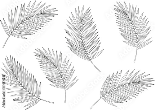 Detailed collection of hand drawn black and white palm fronds on a white background