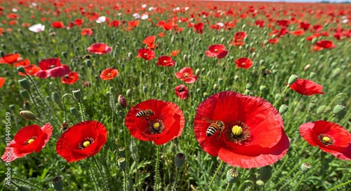 Vibrant red poppy field with busy bees pollinating the flowers.