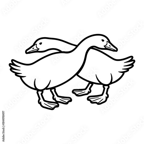 Geese