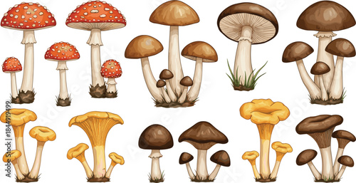 Detailed vector set of various edible and poisonous wild forest mushrooms, including realistic Amanita Muscaria, Chanterelles, and different brown-cap species, isolated on white background.