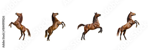 Collection of Horse rearing A horse stands on its hind legs, front legs lifted high and tail raised. full length isolate on transparent background