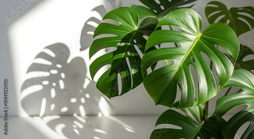 Lush monstera plant with distinctive fenestrated leaves basking in natural sunlight indoors
